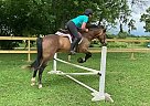 Morab - Horse for Sale in Kewanee, IL 61443 Morab - Horse for Sale in Kewanee, IL 61443
