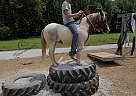 Tiny Soldier - Gelding in Hillsboro, KY Tiny Soldier - Gelding in Hillsboro, KY