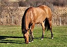 Quarter Horse - Horse for Sale in Wauconda, IL 60084