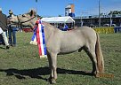 Miniature - Horse for Sale in Lockyer Waters, QLD 4311