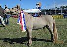 Miniature - Horse for Sale in Lockyer Waters, QLD 4311 Miniature - Horse for Sale in Lockyer Waters, QLD 4311