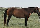 Thoroughbred - Horse for Sale in San Luis Obispo, CA 93405