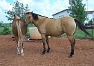 Quarter Horse - Horse for Sale in Elgin, OK 73538