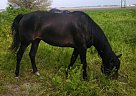 Quarter Horse - Horse for Sale in Longview, IL 61852