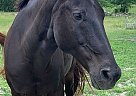 Quarter Horse - Horse for Sale in Bridgeportr, TX 76426