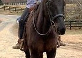 Quarter Horse (Quarter Horse, Gelding) in Bridgeportr, TX