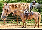 Draft - Horse for Sale in Tompkinsville, KY 42167