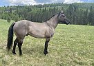 Quarter Horse - Horse for Sale in Calgary, AB T2P 5P6