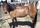 Pony - Horse for Sale in Boulder, CO 80301 Pony - Horse for Sale in Boulder, CO 80301