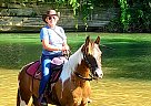 Shooter - Gelding in Edinburg, VA Shooter - Gelding in Edinburg, VA