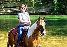 Tennessee Walking - Horse for Sale in Bridgeportr, TX 76426 Tennessee Walking - Horse for Sale in Bridgeportr, TX 76426