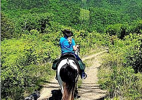 Tw (Tennessee Walking, Gelding) in Bridgeportr, TX