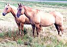 Dutton and Rip - Gelding in Beech Creek, PA Dutton and Rip - Gelding in Beech Creek, PA