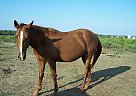 Pinto - Horse for Sale in Fletcher, OK 73538