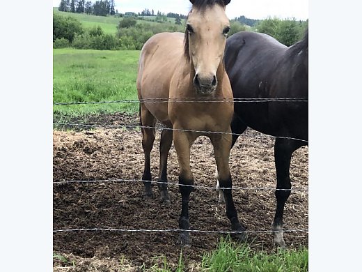 Yearling Buckskin Colt