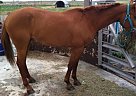 Great Sorrel Mare!!! Quarter Horse Mare