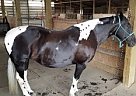 Paint Mare for Sale in Graham, Washington Lily
