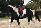 Panda - Mare in Jupiter, FL Panda - Mare in Jupiter, FL