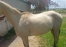 Quarter Horse Mare for Sale in Waller, Texas Quarter Horse Mare for Sale in Waller, Texas