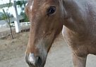 Warmblood - Horse for Sale in Perris, CA 92570 Warmblood - Horse for Sale in Perris, CA 92570