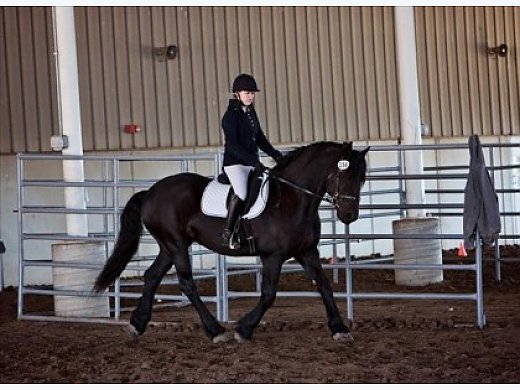 Champion Racing Friesian Gelding Available