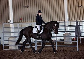 Friesian (Friesian, Gelding) in Yankton, SD