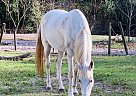 Tennessee Walking - Horse for Sale in Live Oak, FL 32060