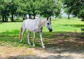 Paint (Paint, Mare) in Live Oak, FL