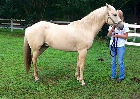 Palomino (Palomino, Gelding) in Matawan, NJ