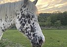 Addy - Mare in California, PA Addy - Mare in California, PA