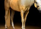 Quarter Horse - Horse for Sale in Port Orchard, WA 98366 Quarter Horse - Horse for Sale in Port Orchard, WA 98366