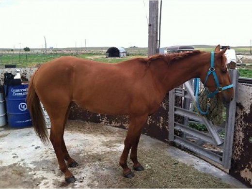 Great Sorrel Mare!!!