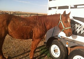 Quarter Horse (Quarter Horse, Mare) in Garden City, KS