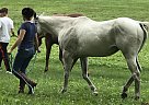 Dazzle - Mare in Delavan, WI Dazzle - Mare in Delavan, WI
