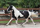 Spirit - Stallion in Jupiter, FL Spirit - Stallion in Jupiter, FL
