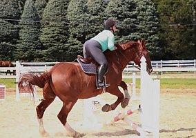 Draft (Percheron, Belgian, Clydesdale, Shire) (Draft (Percheron, Belgian, Clydesdale, Shire), Gelding) in Stony Brook, NY