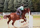 Draft - Horse for Sale in Stony Brook, NY 11790