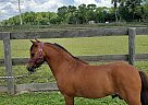 Reno - Stallion in Loxahatchee, FL Reno - Stallion in Loxahatchee, FL