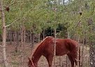 Quarter Pony - Horse for Sale in Hurt, VA 24563