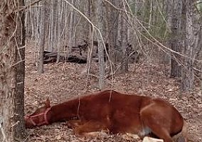 Quarter Pony (Quarter Pony, Gelding) in Hurt, VA