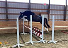 Warmblood - Horse for Sale in Salmon Arm, BC V1E 1A6 Warmblood - Horse for Sale in Salmon Arm, BC V1E 1A6