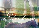 Clydesdale - Horse for Sale in Branson, MO 65759 Clydesdale - Horse for Sale in Branson, MO 65759