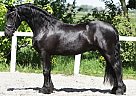 Friesian - Horse for Sale in Sausalito, CA 94965