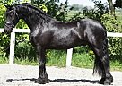 Friesian - Horse for Sale in Sausalito, CA 94965 Friesian - Horse for Sale in Sausalito, CA 94965