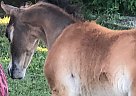 Miniature - Horse for Sale in Bradwardine, MB R0M0E0 Miniature - Horse for Sale in Bradwardine, MB R0M0E0