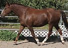 Welsh Pony Stallion