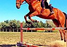 Breathtaking 17hh TB Jumper/ Dre... Thoroughbred Gelding