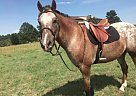 Appaloosa - Horse for Sale in Parker, CO 80134 Appaloosa - Horse for Sale in Parker, CO 80134