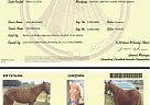 Peruvian Paso - Horse for Sale in Glenmora, LA 71433