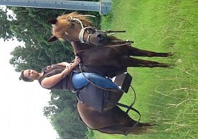 Peruvian Horse (Peruvian Horse, Mare) in Glenmora, LA